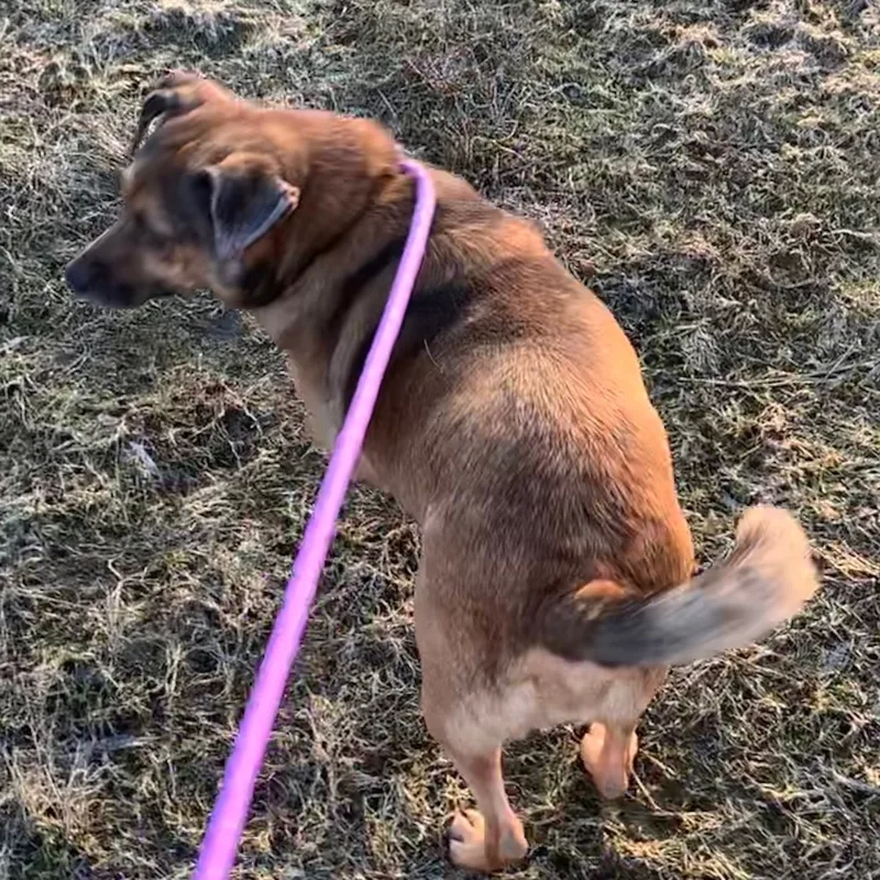 Lady & Zeus thumbnail 2