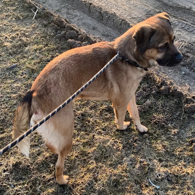 Lady & Zeus thumbnail 3