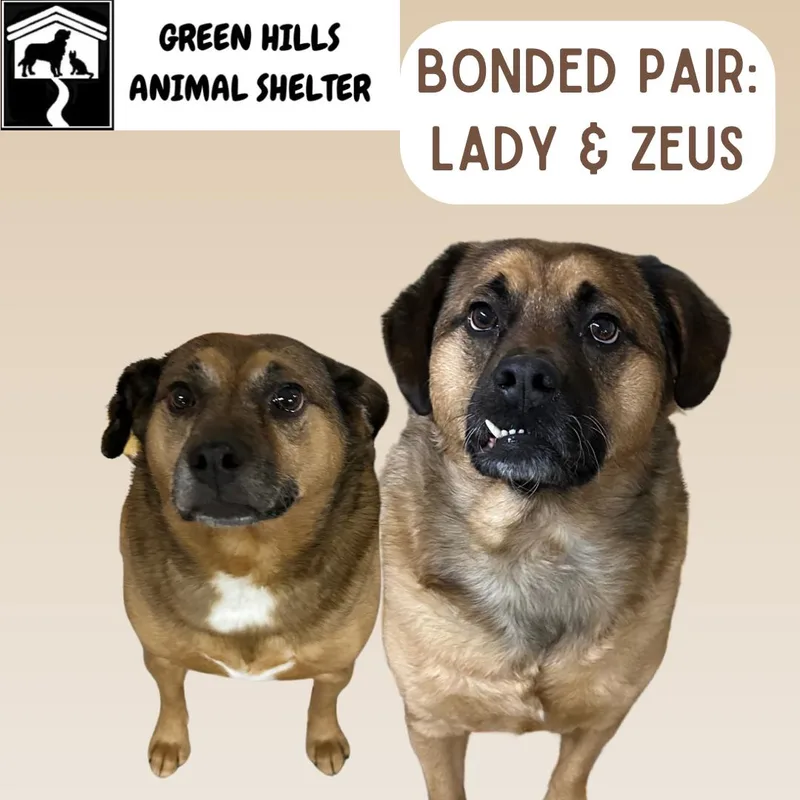 Lady & Zeus thumbnail 4