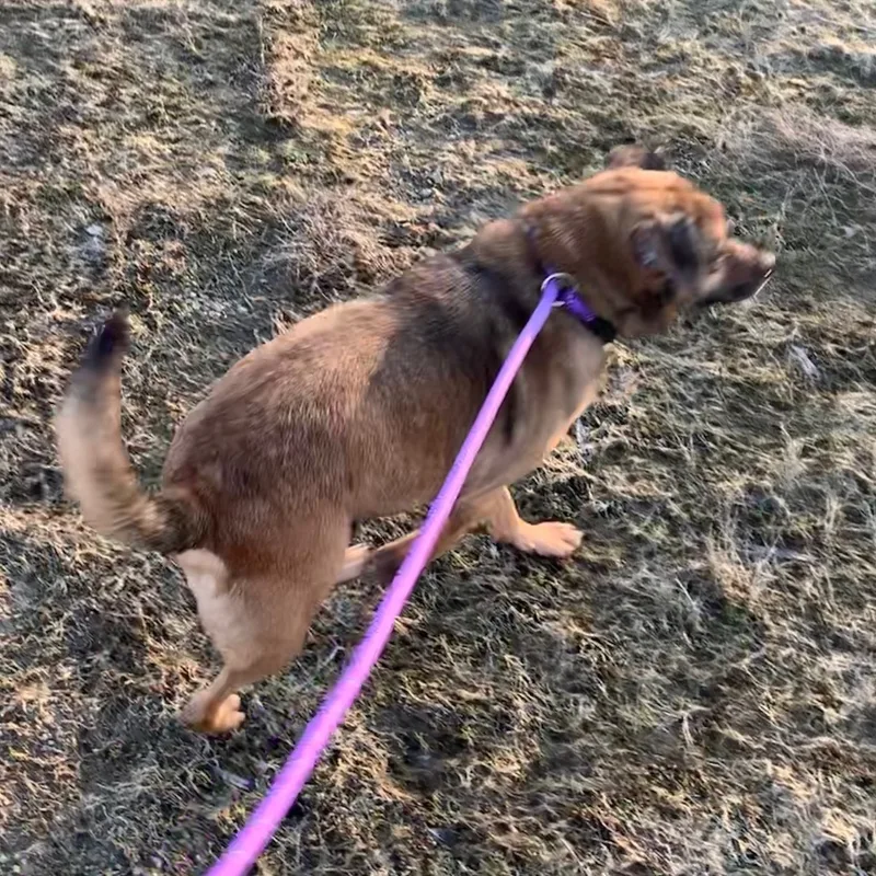 Lady & Zeus thumbnail 6