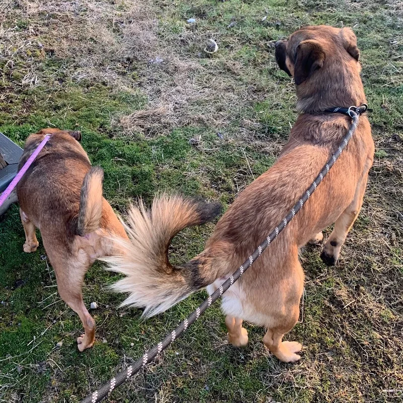 Lady & Zeus thumbnail 7