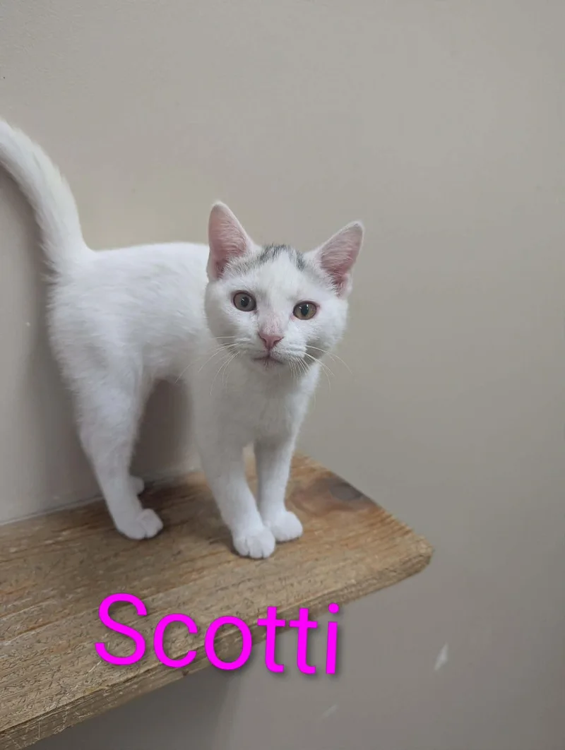 A baby medium-sized female White Domestic Short Hair cat named Scotti for adoption in Logan, OH