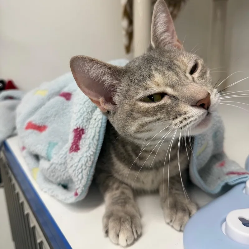 An adult medium-sized female Gray / Blue / Silver Domestic Short Hair cat named Pumpkin for adoption in Tampa, FL