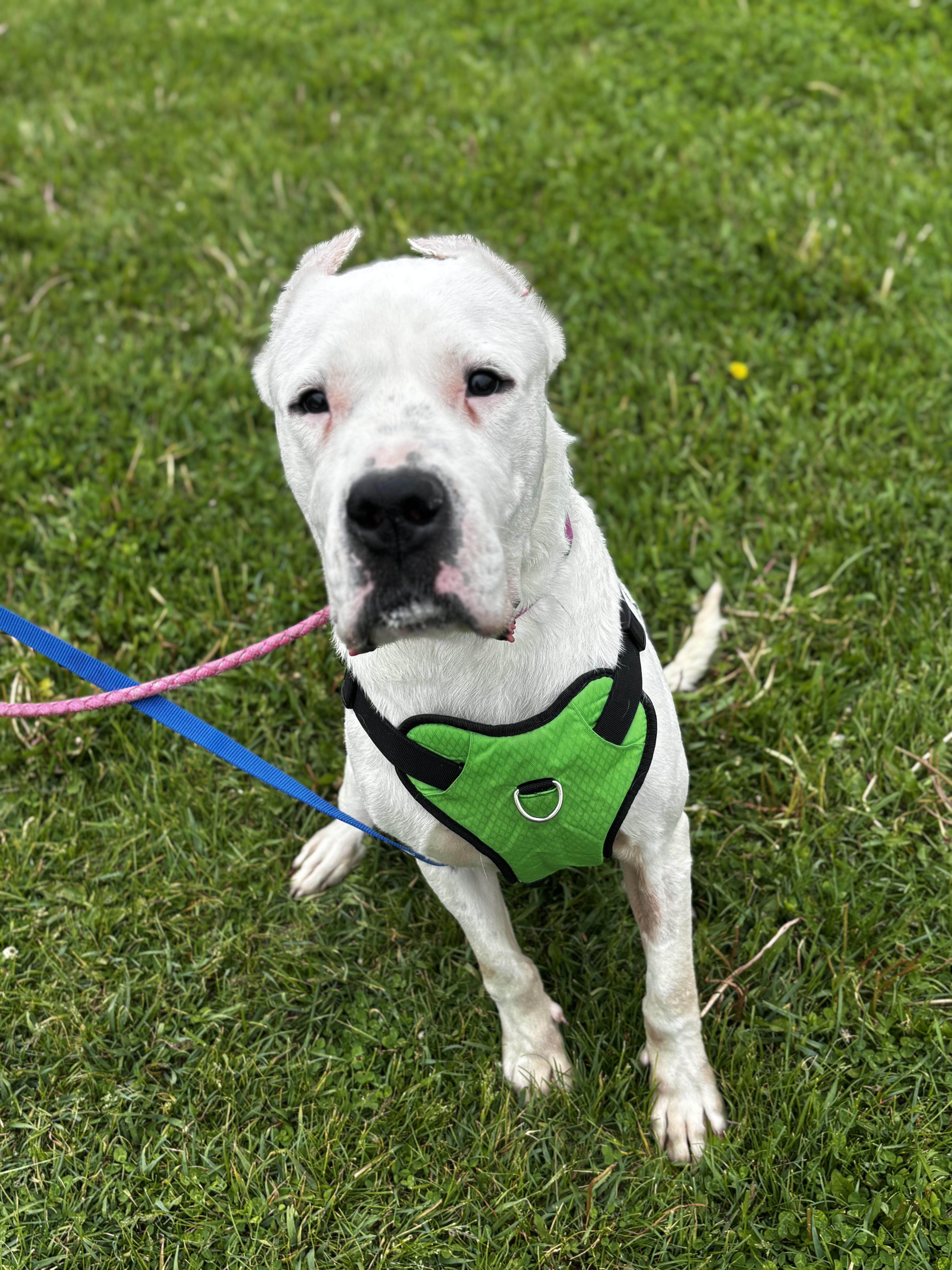 An adult large-sized female White / Cream Dogo Argentino dog named Pink for adoption in Dodgeville, WI