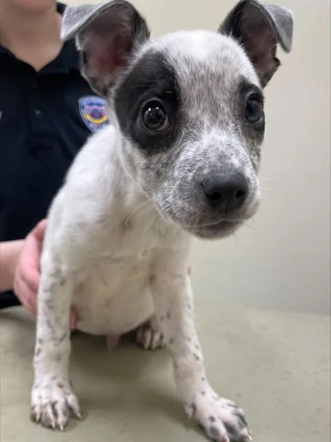 A young small-sized male Australian Cattle Dog / Blue Heeler dog named Flash for adoption in Lees Summit, MO