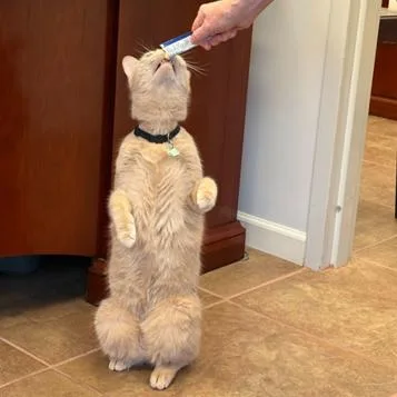 Mr Mittens Palencia thumbnail 2