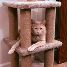 Mr Mittens Palencia thumbnail 5