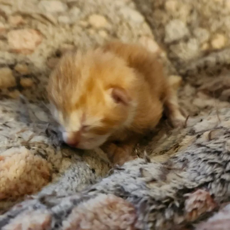 A baby small-sized female Orange / Red Domestic Short Hair cat named Cupid for adoption in Hanna City, IL
