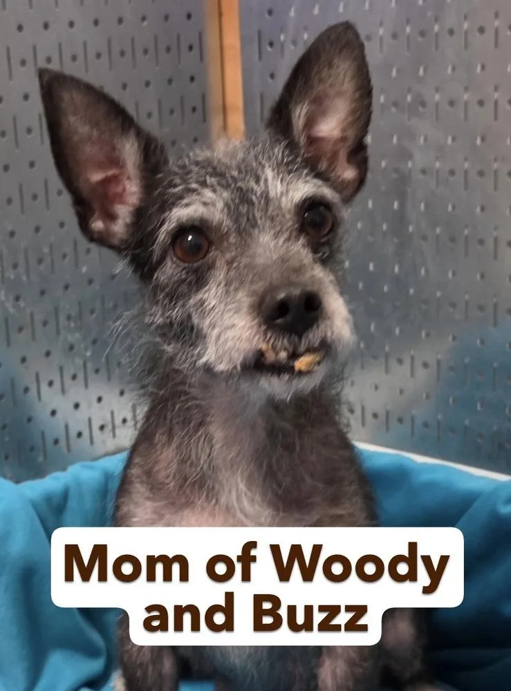 Babe Woody