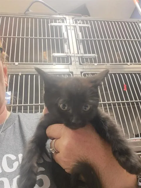 A baby small-sized male Domestic Short Hair cat named Johnny for adoption in Albuquerque, NM