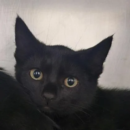 A young small-sized male Domestic Short Hair cat named Scout for adoption in Scotia, NY