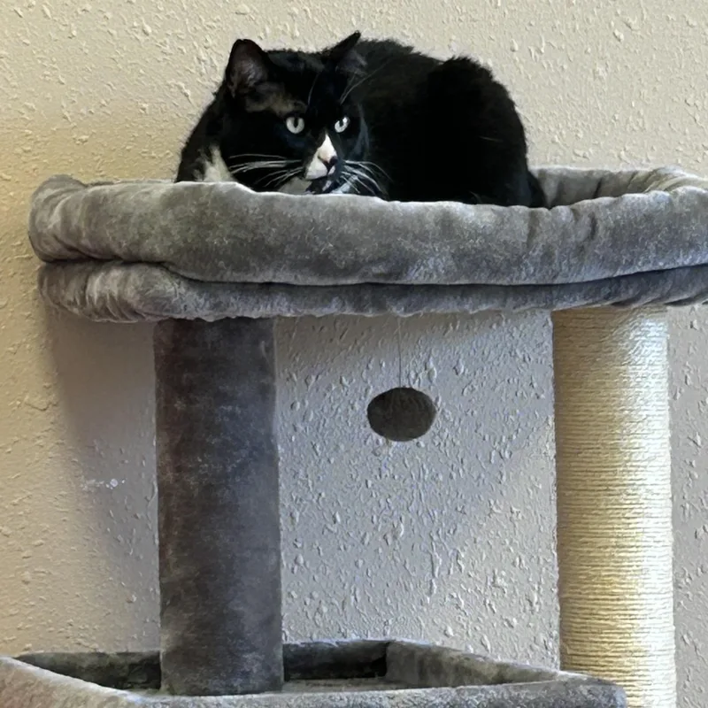 An adult large-sized male Black & White / Tuxedo Domestic Short Hair cat named Steinbeck for adoption in Decatur, IL