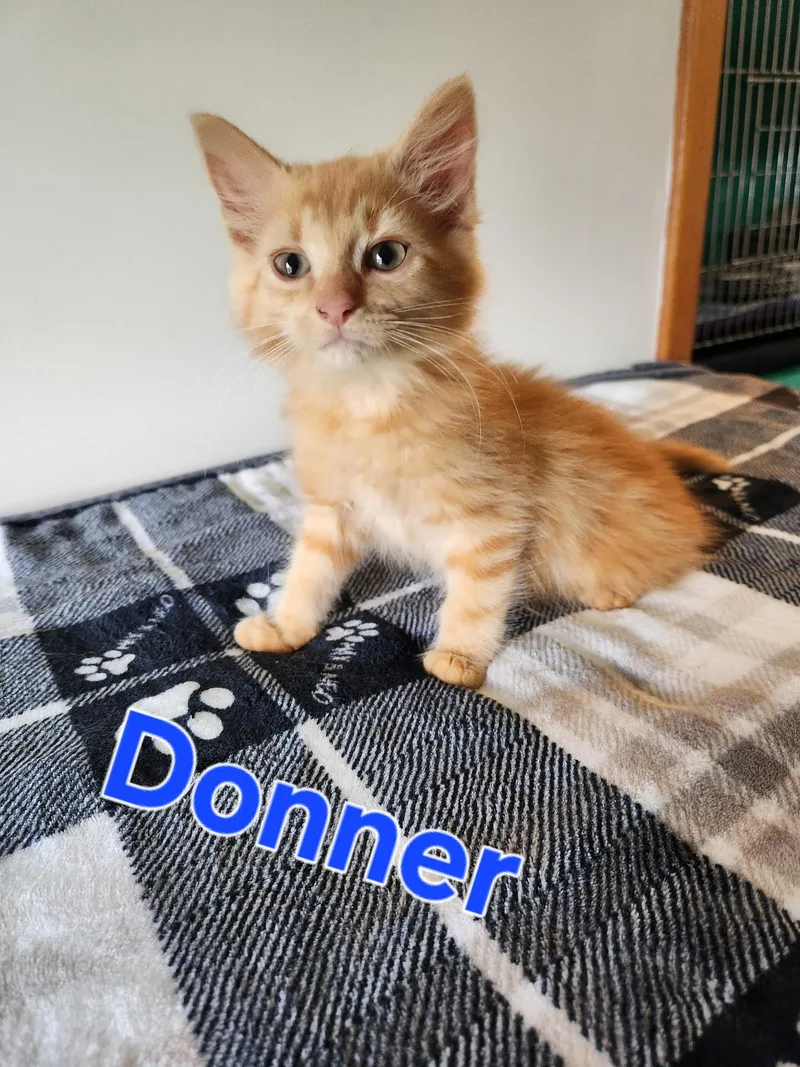 A baby small-sized male Domestic Medium Hair cat named Donner for adoption in Lynchburg, TN