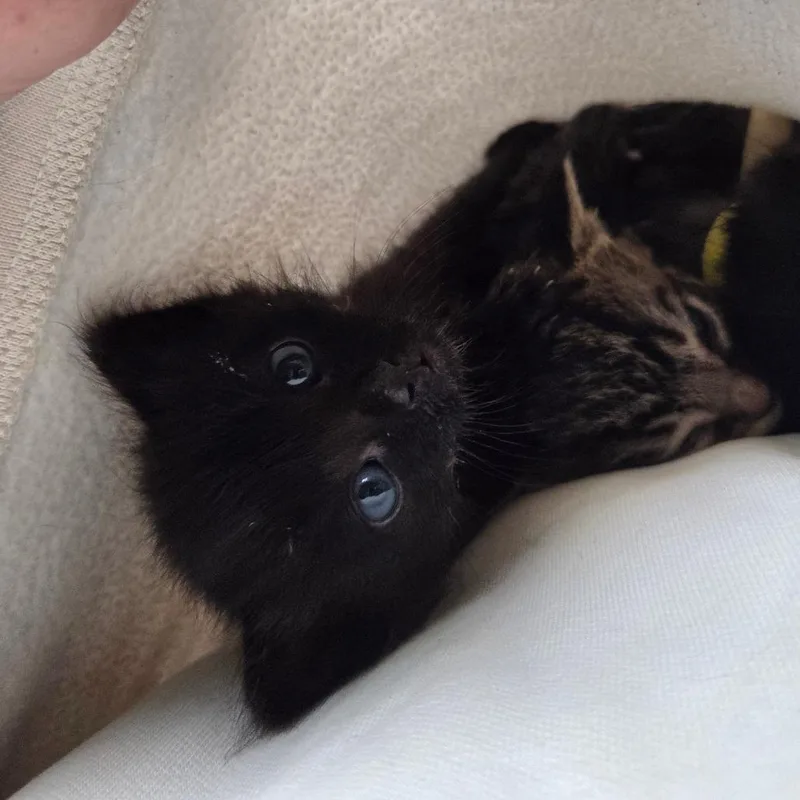 A baby small-sized female Domestic Short Hair cat named Ivy for adoption in Allyn, WA