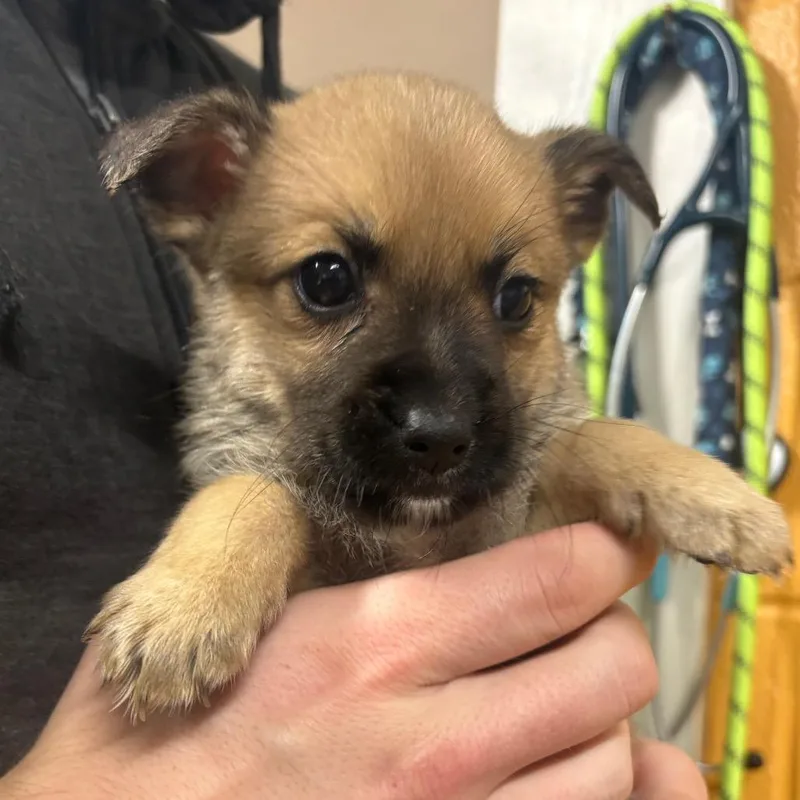 A young small-sized female Brown / Chocolate Belgian Shepherd / Malinois dog named Oracle for adoption in Morganton, NC