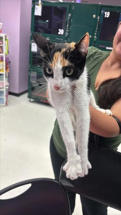 An adult medium-sized female Domestic Short Hair cat named 61460302 for adoption in El Paso, TX