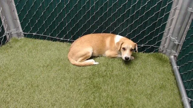 A young medium-sized female Pit Bull Terrier dog named Mona for adoption in Downey, CA