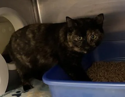 A young small-sized female Domestic Short Hair cat named Lexi for adoption in Gainesville, FL