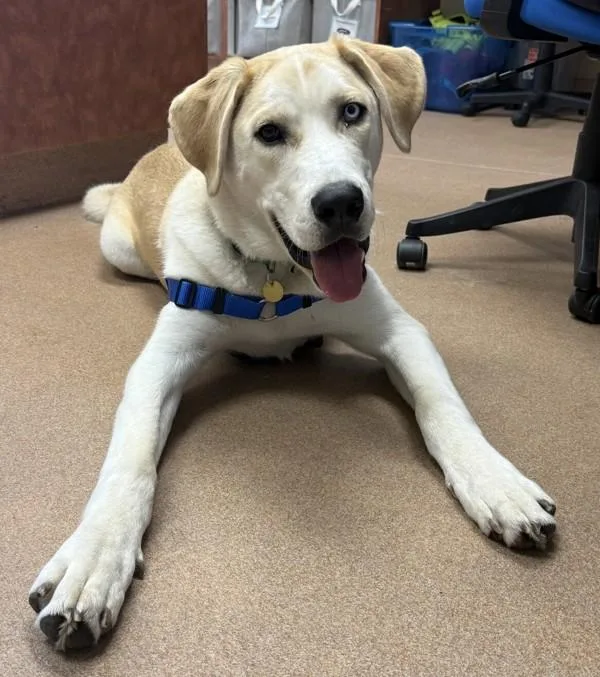 A young large-sized male Labrador Retriever dog named Milo for adoption in Dublin, CA