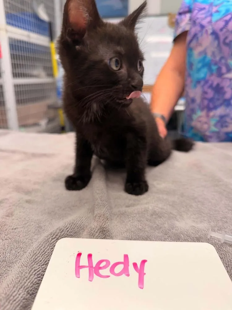 A baby small-sized male Black Domestic Short Hair cat named Hedy for adoption in Vancouver, WA