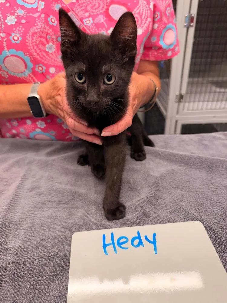 Hedy thumbnail 2