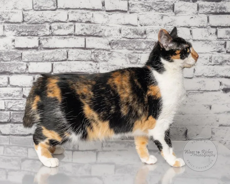 A young medium-sized female Calico cat named Callie for adoption in Tuscaloosa, AL