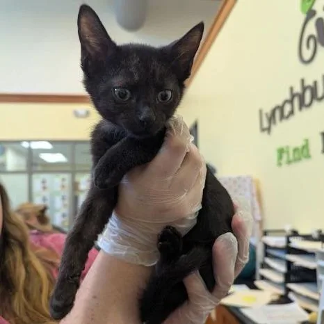A baby small-sized female Black Domestic Short Hair cat named Starfield for adoption in Lynchburg, VA