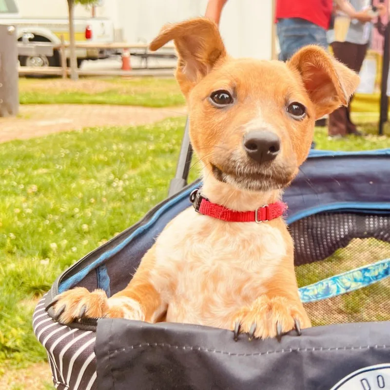 A baby small-sized female Brown / Chocolate Mixed Breed dog named Suzie Q for adoption in Fredericksburg, VA