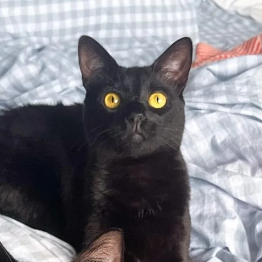 An adult medium-sized female Domestic Short Hair cat named Bumbleberry for adoption in New Orleans, LA