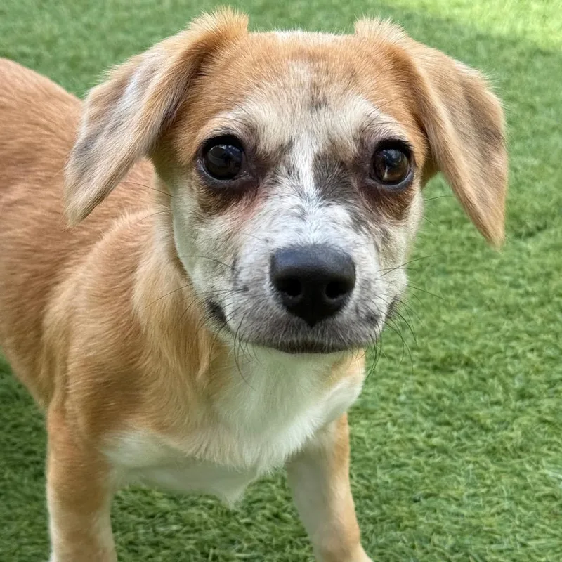 A baby small-sized female Brown / Chocolate Catahoula Leopard Dog dog named Buttercup for adoption in LOXAHATCHEE, FL