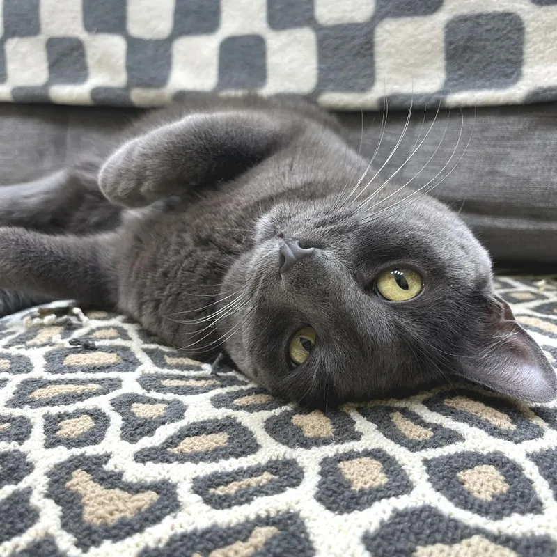 An adult medium-sized female Gray / Blue / Silver Domestic Short Hair cat named Lilah for adoption in Newark, NJ