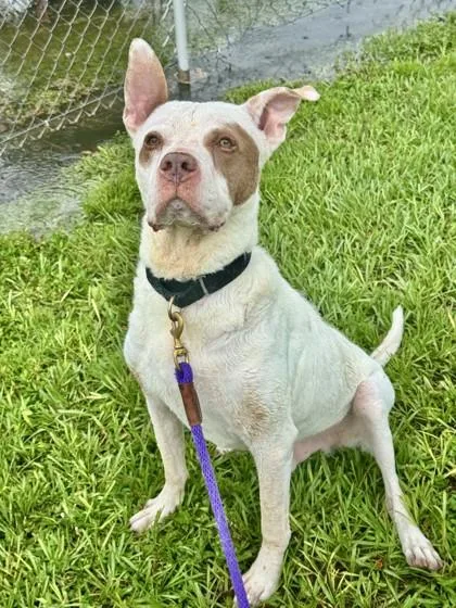 A senior large-sized male Boxer dog named Rolie for adoption in Vero Beach, FL