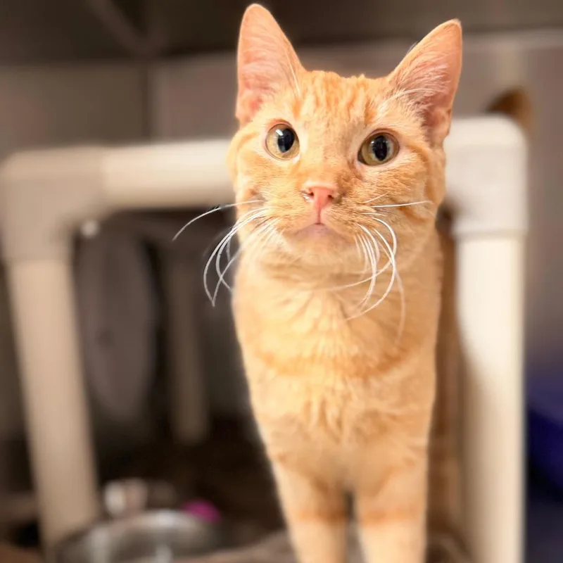 A young small-sized male Orange / Red Domestic Short Hair cat named Waffle for adoption in Chippewa Falls, WI