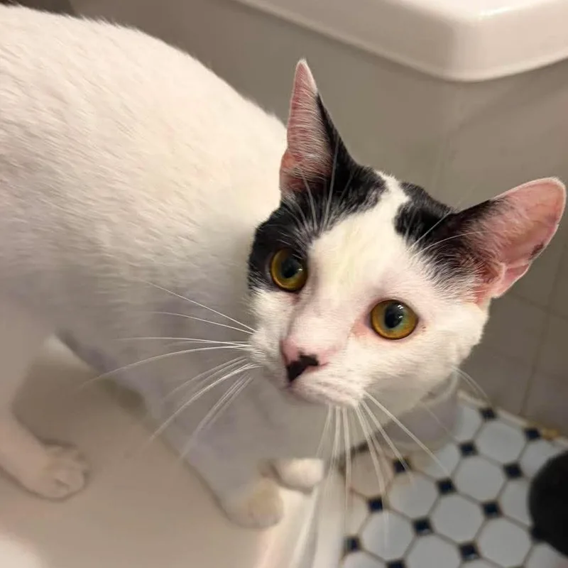 A young small-sized female Black & White / Tuxedo Domestic Short Hair cat named Zoey for adoption in Huntington, NY