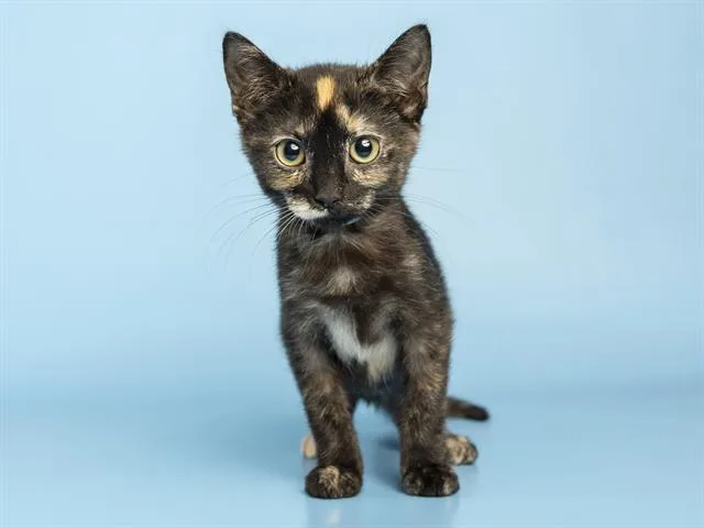 A baby small-sized female Domestic Short Hair cat named Saria for adoption in Phoenix, AZ
