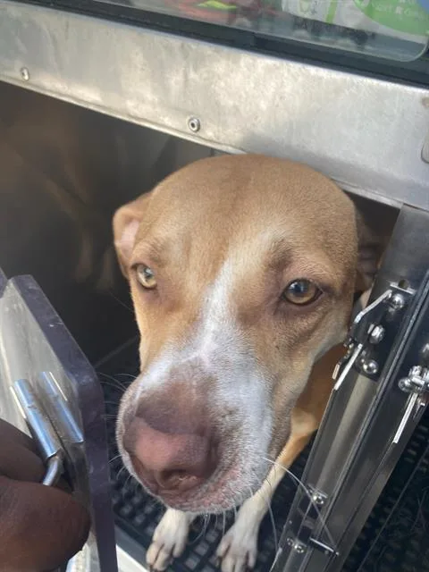 A young large-sized female Mixed Breed dog named Princess Bubblegum for adoption in Dallas, TX