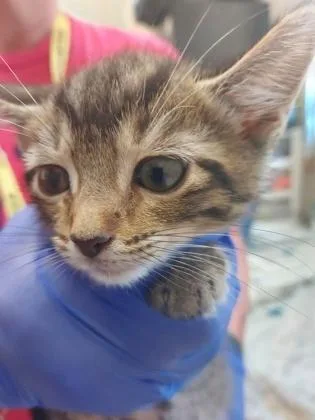 A baby small-sized male Domestic Short Hair cat named Neptune for adoption in Fishers, IN