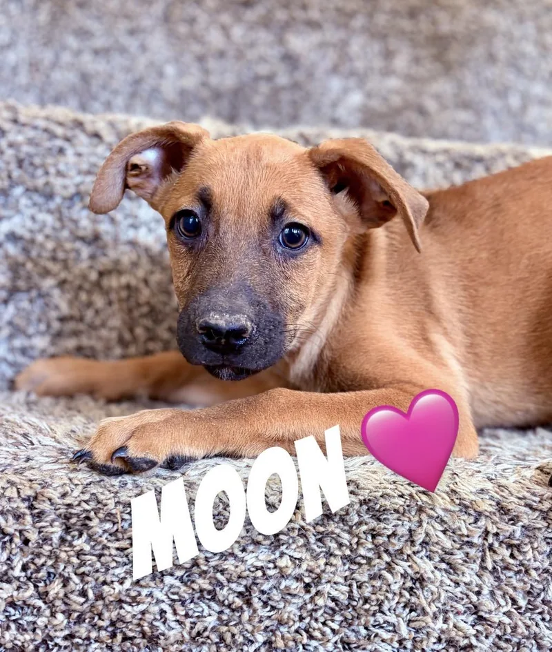 A baby large-sized female German Shepherd Dog dog named Moon for adoption in Felton, PA