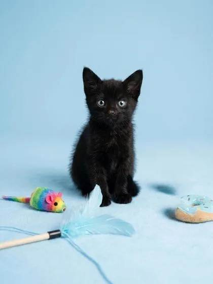 A baby small-sized male Domestic Medium Hair cat named Bentley for adoption in Cumming, GA