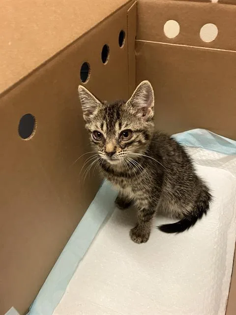 A baby small-sized female Domestic Short Hair cat named Miley for adoption in Long Beach, CA