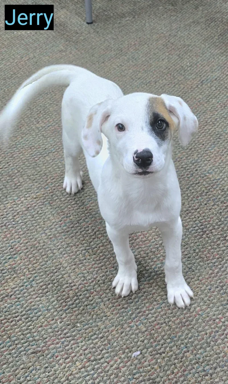 A baby medium-sized male Labrador Retriever dog named Jerry for adoption in Grand Rapids, MI