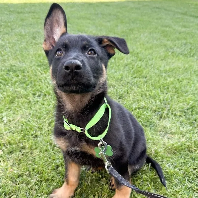A baby large-sized female German Shepherd Dog dog named Shadow for adoption in Toledo, OH