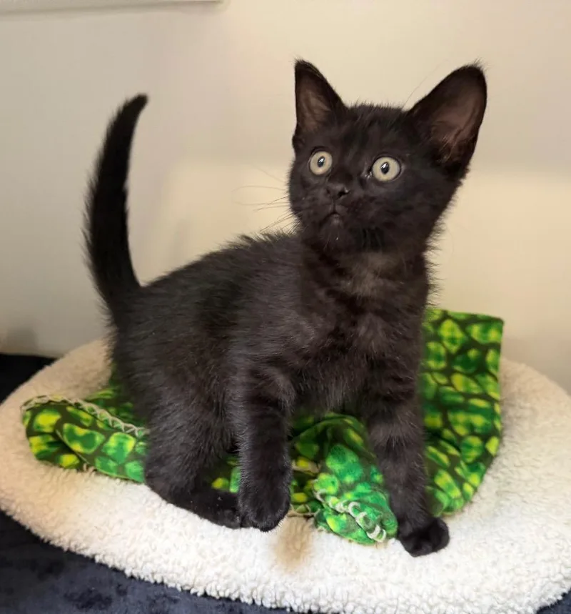 A baby small-sized female Domestic Short Hair cat named Luna for adoption in Columbia, IL