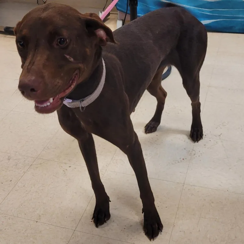 An adult medium-sized female Brown / Chocolate Mixed Breed dog named Brownie for adoption in Lake Panasoffkee, FL