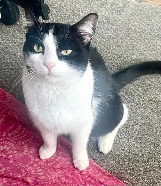An adult medium-sized male Domestic Short Hair cat named Gus for adoption in Lancaster, PA