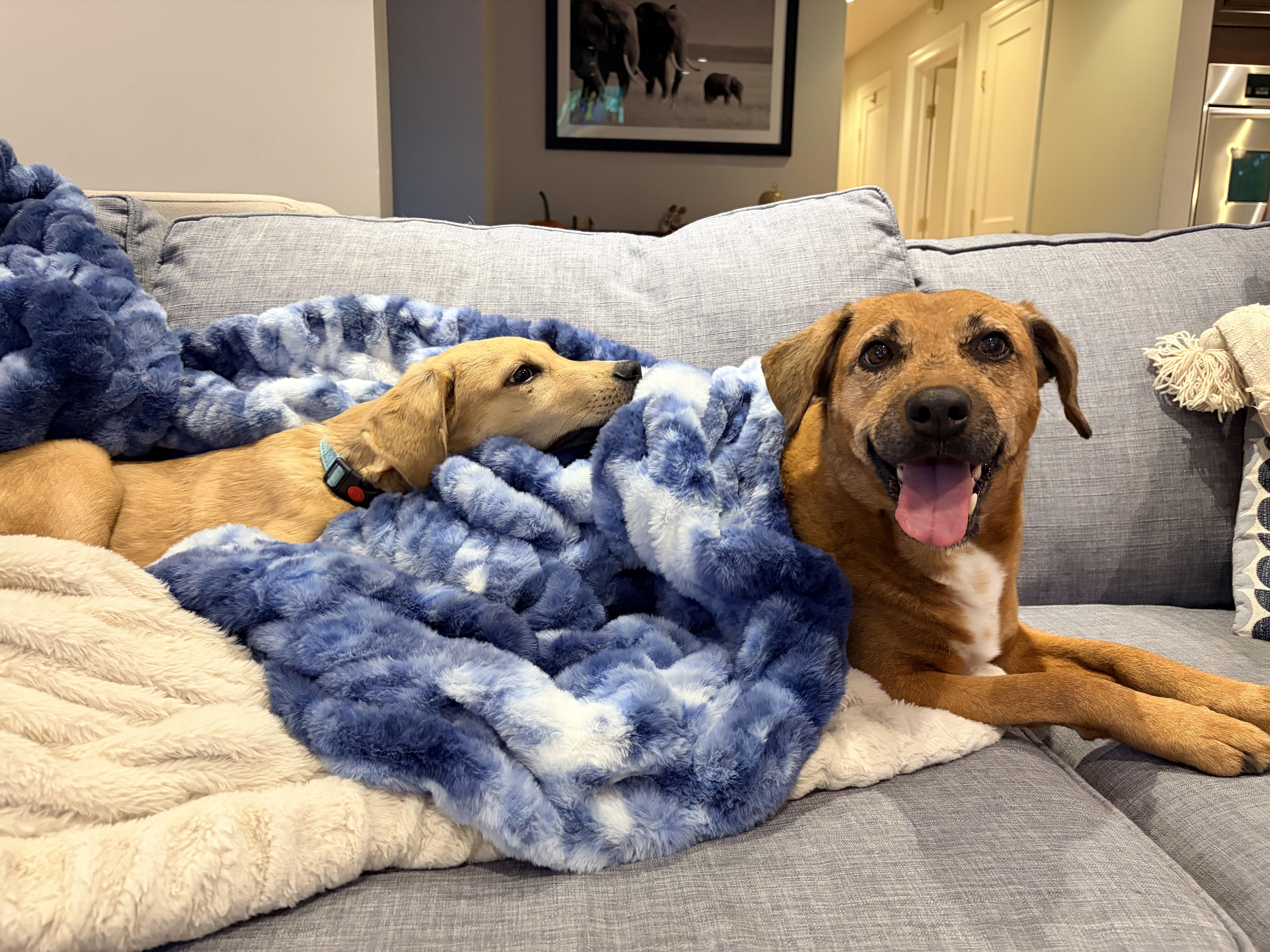 A baby medium-sized male Beagle dog named Grizzly for adoption in Chatham, NJ