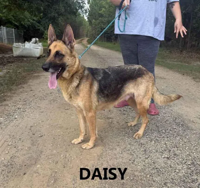 An adult medium-sized female Yellow / Tan / Blond / Fawn German Shepherd Dog dog named Daisy for adoption in Washington, GA