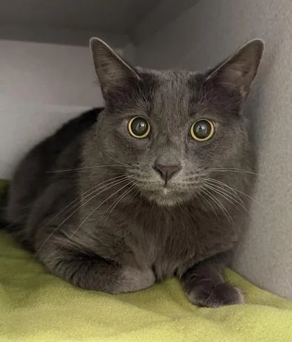An adult small-sized male Gray & White Domestic Medium Hair cat named Pluto for adoption in Sacramento, CA