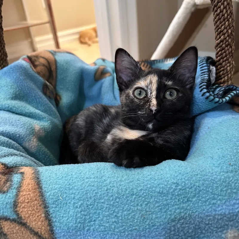 A baby small-sized female Tortoiseshell Domestic Short Hair cat named Caterina for adoption in Tustin, CA