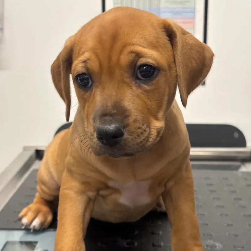 A baby small-sized female Black Catahoula Leopard Dog dog named Velvet for adoption in League City, TX